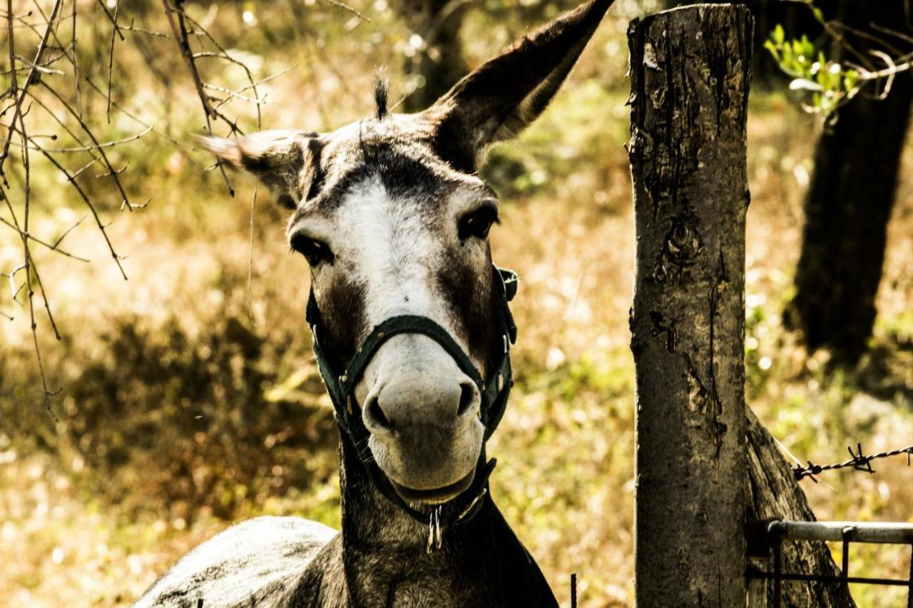 Montanari Agrivillage Narni Zewnętrze zdjęcie